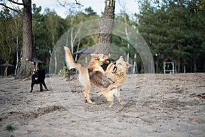 Dogs are fighting on the sandy shore of the lake