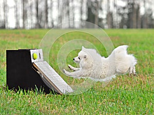 Dogs flyball training