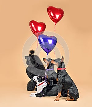 Dogs with flying balloons in shape of heart
