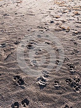 Dogs Footprint on The Sand