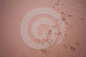 Dogs footprints in the sand