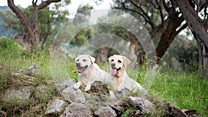 dogs in the forest. Happy labrador retriever in nature. Pet on a walk