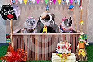Dogs in the free kissing booth at the junina canine party