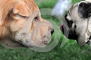 Dogs friendly meeting at the dog show