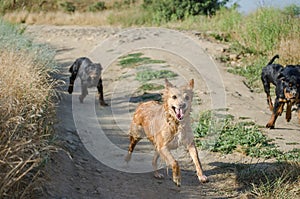 Dogs frolic on dirt road