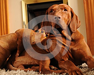 Dogs in front of the fire place