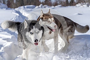 Dogs funny Playing in snow. Two husky dogs run and Fighting play.