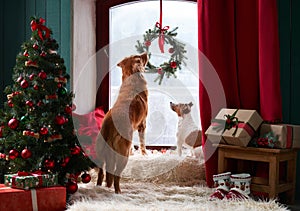 dogs gaze out a festive window, a serene holiday moment captured