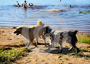 Dogs get acquainted. Klyazma River. Vladimir region. Russia.