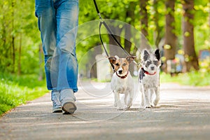 Dogs going for a walk