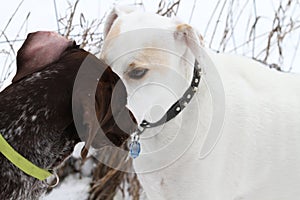 Dogs greeting