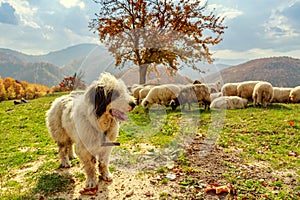 Dogs guard the sheep on the mountain pasture