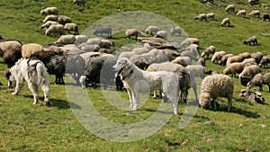 Dogs guarding the flock of sheep