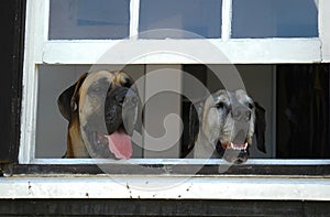 Dogs guarding house