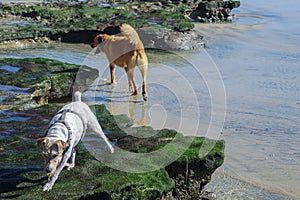 Dogs happily exploring tidal pools