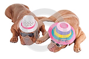 Dogs with hats photo