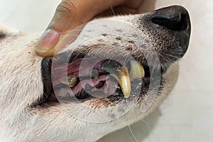 Dogs have problems with Oral cavity, limestone, Gingivitis, Tooth decay.
