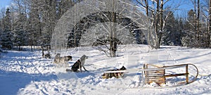 Dogs having some rest - Dogsledding - Quebec - Panorama