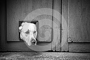 Dogs head through cat flap - black & white