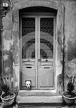 Dogs head through cat flap - black & white