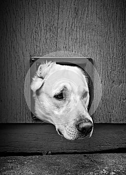 Dogs head through cat flap - black & white