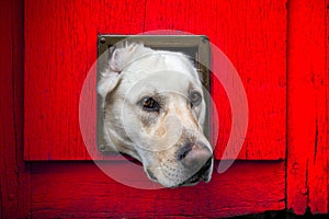 Dog with head through cat flap against red wooden door