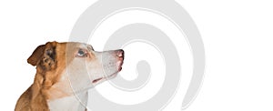 Dogs head isolated on white background.
