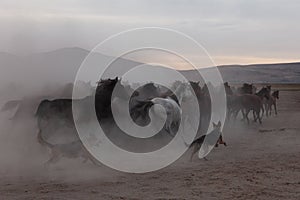 Dogs herding horses in the dust