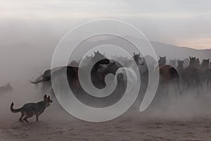 Dogs herding horses in the dust