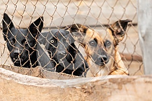 Dogs at the homeless dog shelter. Abandoned dogs