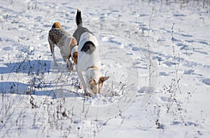 Dogs hunting fore small rodents under fresh snow