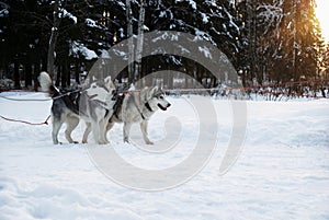 Dogs (husky) in a team on a background sunset