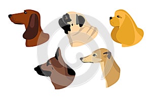 Dogs icons in flat style. Vector set of Dachshund, Husky and other breeds.