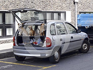 dogs inside a parked vehicle