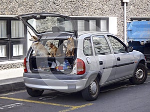 dogs inside a parked vehicle