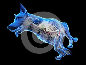 A dogs internal anatomy