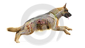 A dogs internal anatomy