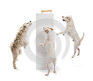 Dogs jumping and looking at a bone on a pedestal