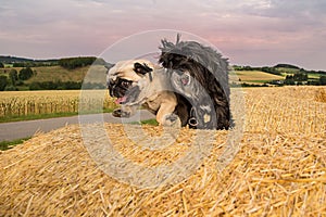 Dogs jumping over bales of straw in the countryside