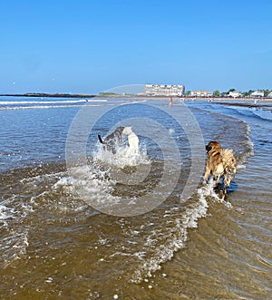 Dogs, Kennebunk Maine ocean