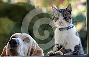 Dogs and kittens are looking out the window photo