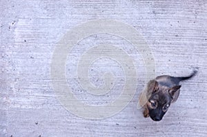Dogs laying on cement floor, Top view and copy space, cute concept