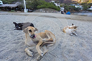 Dogs laying down the beach of Taganga in the morning. Colombia photo