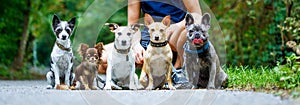 Dogs with leash and owner ready to go for a walk