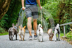 Dogs with leash and owner ready to go for a walk