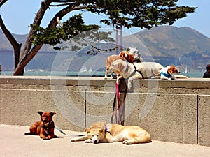 Dogs on Leashes in San Francisco