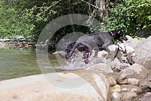 dogs leaving creek splashing crazily