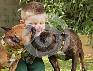 Dogs Licking a Little Boy photo