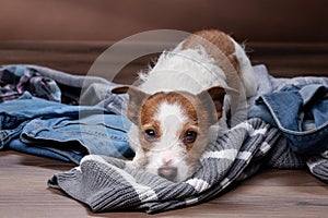 Dogs lie on scattered clothes at home. Pets are going on vacation. sweet Jack Russell Terrier indoors