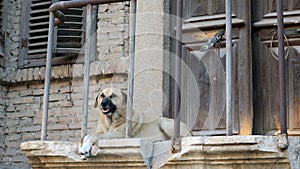 Dogs living on the street.